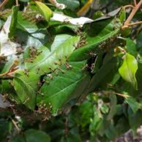 Australian Native Green Tree Ants