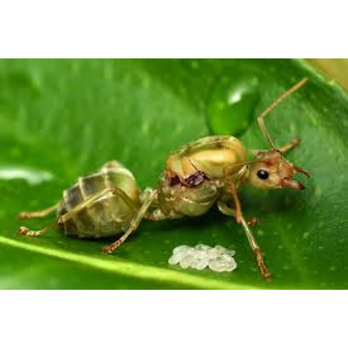 Australian Native Green Tree Ants - Image 2