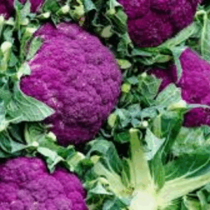 Purple Cauliflower