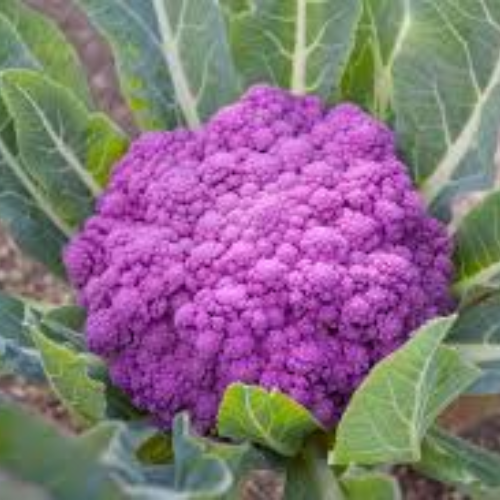 Purple Cauliflower - Image 2