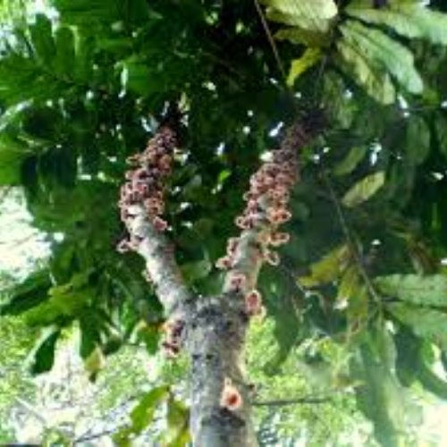 Australian Native Fruit Davidson Plum - Image 2