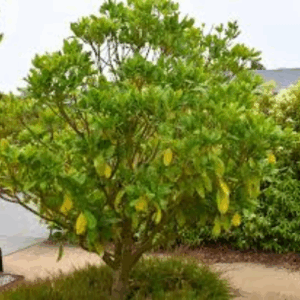 Australian Native Fruit Lemon Aspen