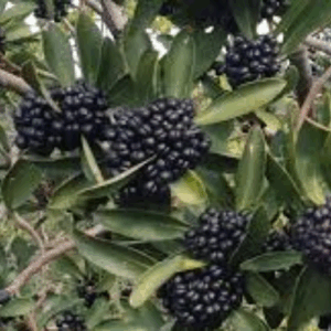 Australian Native Fruit Tasmanian Pepper Berry