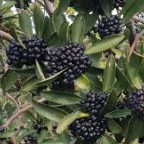Australian Native Fruit Tasmanian Pepper Berry