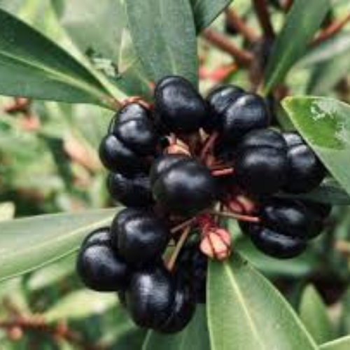 Australian Native Fruit Tasmanian Pepper Berry - Image 2