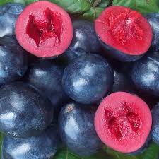 Australian Native Fruit Davidson Plum