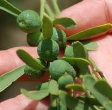 Austraian Native Fruit Desert Limes - Image 2