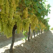 Dried Sultanas