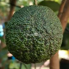 Australian Native Fruit Sydney Round Lime - Image 2