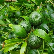 Australian Native Fruit Sydney Round Lime