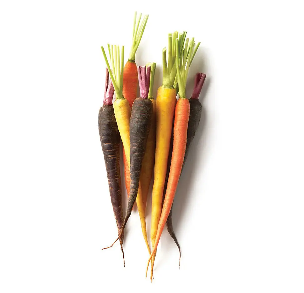Heirloom Dutch Carrot Bunch