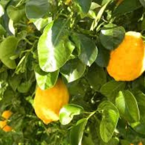 Bergamot Oranges