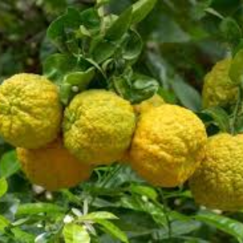 Bergamot Oranges - Image 2