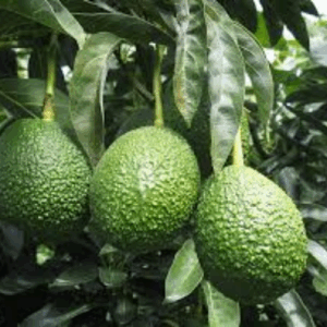 Jala Giant Avocado