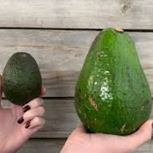 Jala Giant Avocado - Image 2