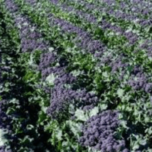 Purple Broccolini