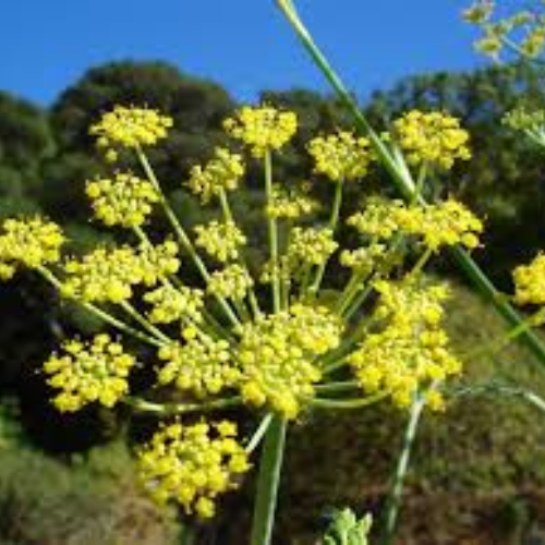 Premium Fennel Pollen