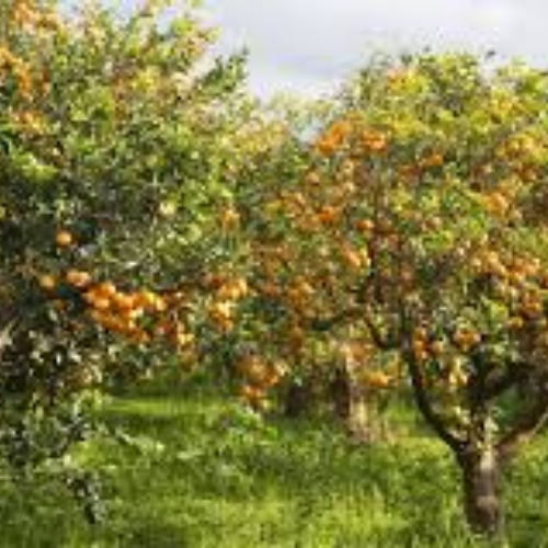 Sicilian Blood Mandarins - Image 2