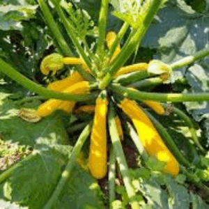 Yellow zucchini
