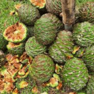 Australian Native Fruit Bunya Nuts