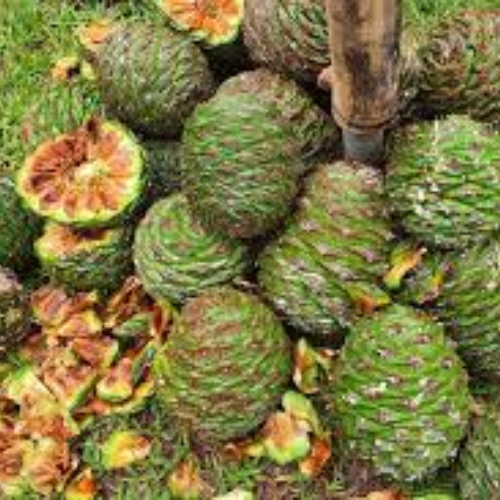 Australian Native Fruit Bunya Nuts