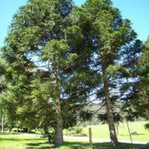 Australian Native Fruit Bunya Nuts - Image 3