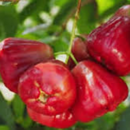 Rose Apple