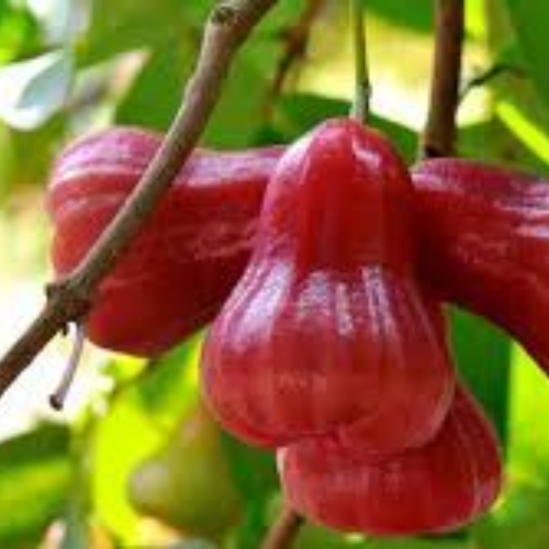 Rose Apple - Image 2