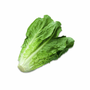 Lettuce Cos