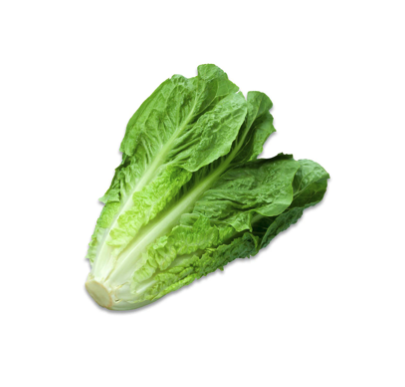 Lettuce Cos