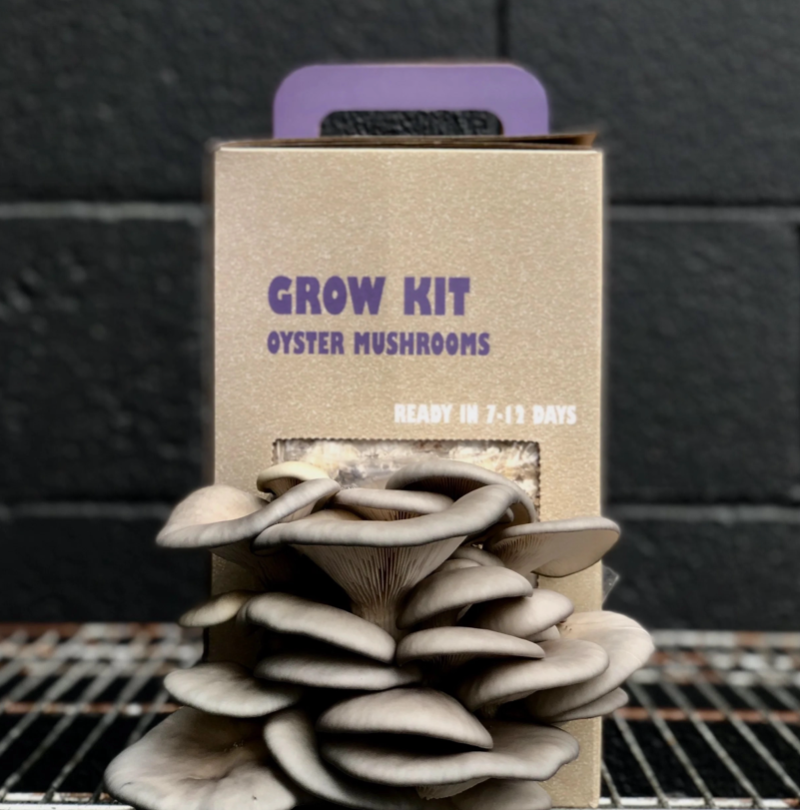 Mushroom Grow Kit Assorted