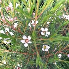 Fresh Geraldton Wax