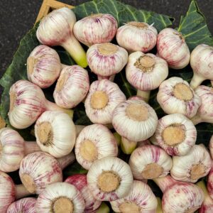 Australian Garlic