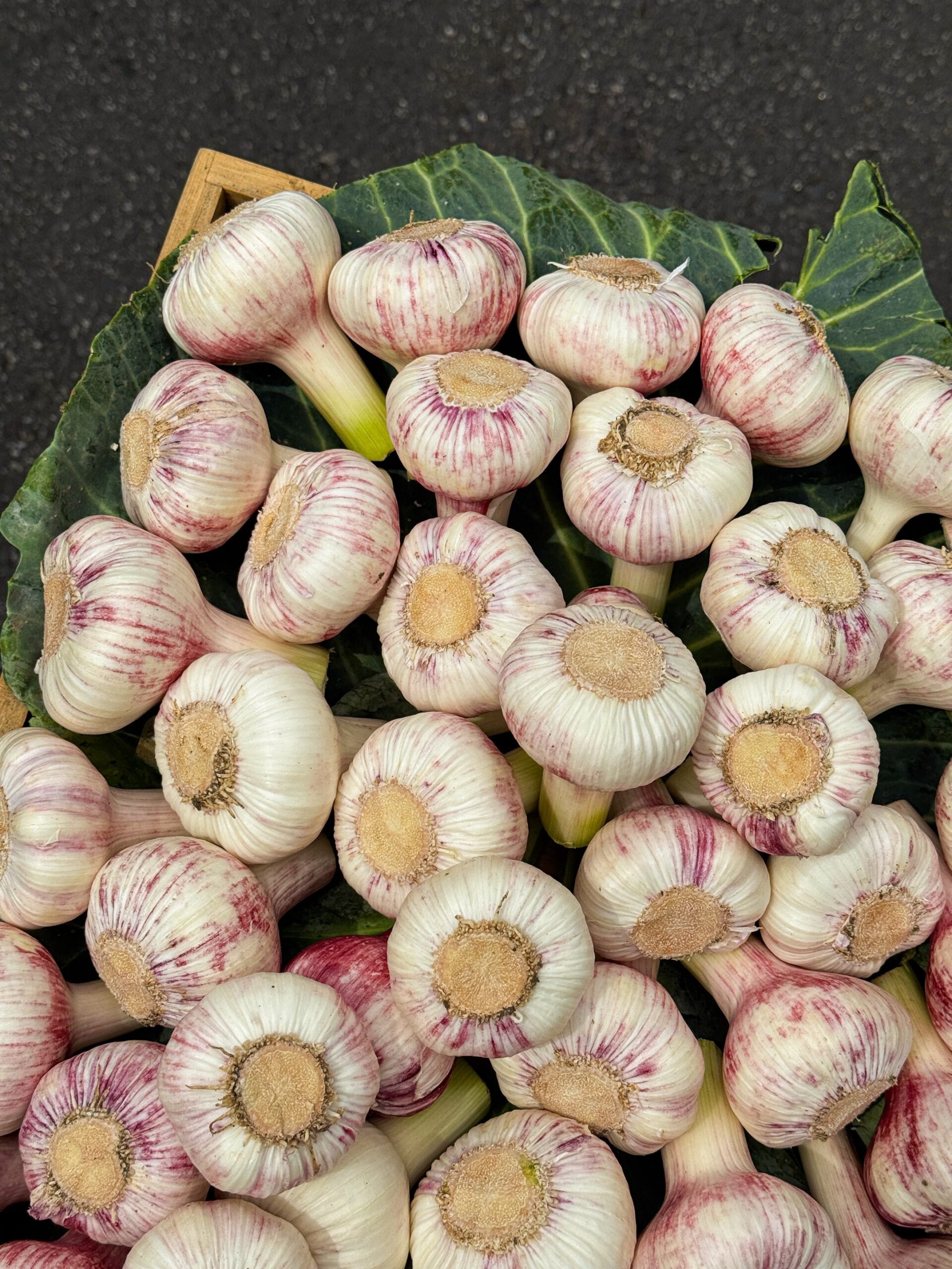 Australian Garlic