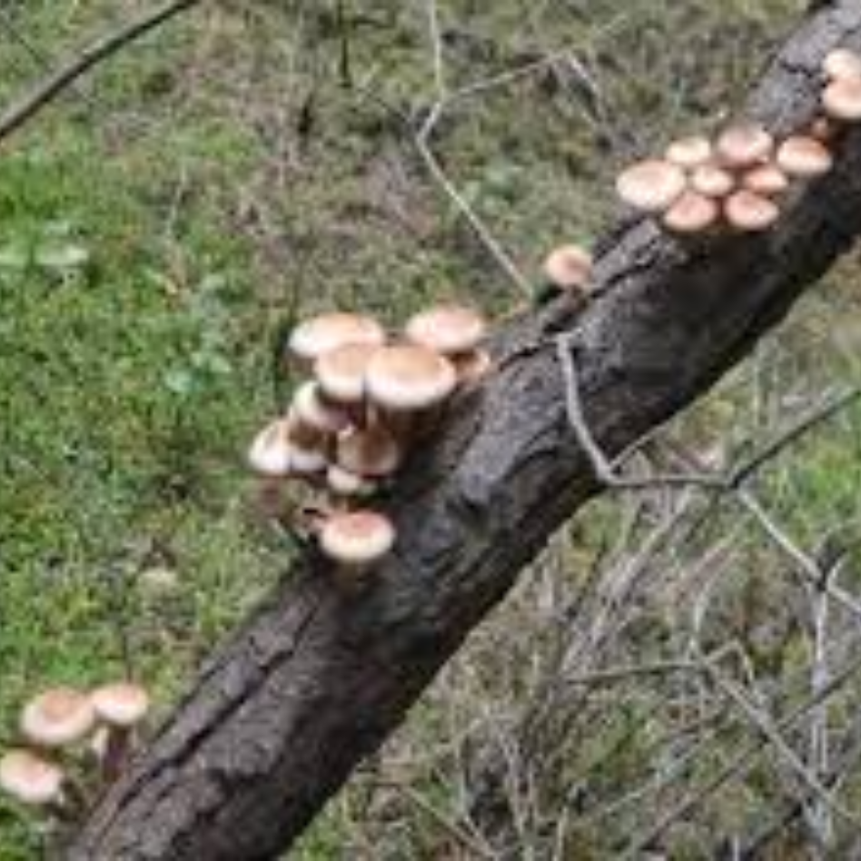 Australian Pioppino Mushroom - Image 2