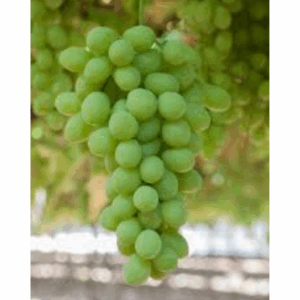 Australian Sweet Globes Grapes