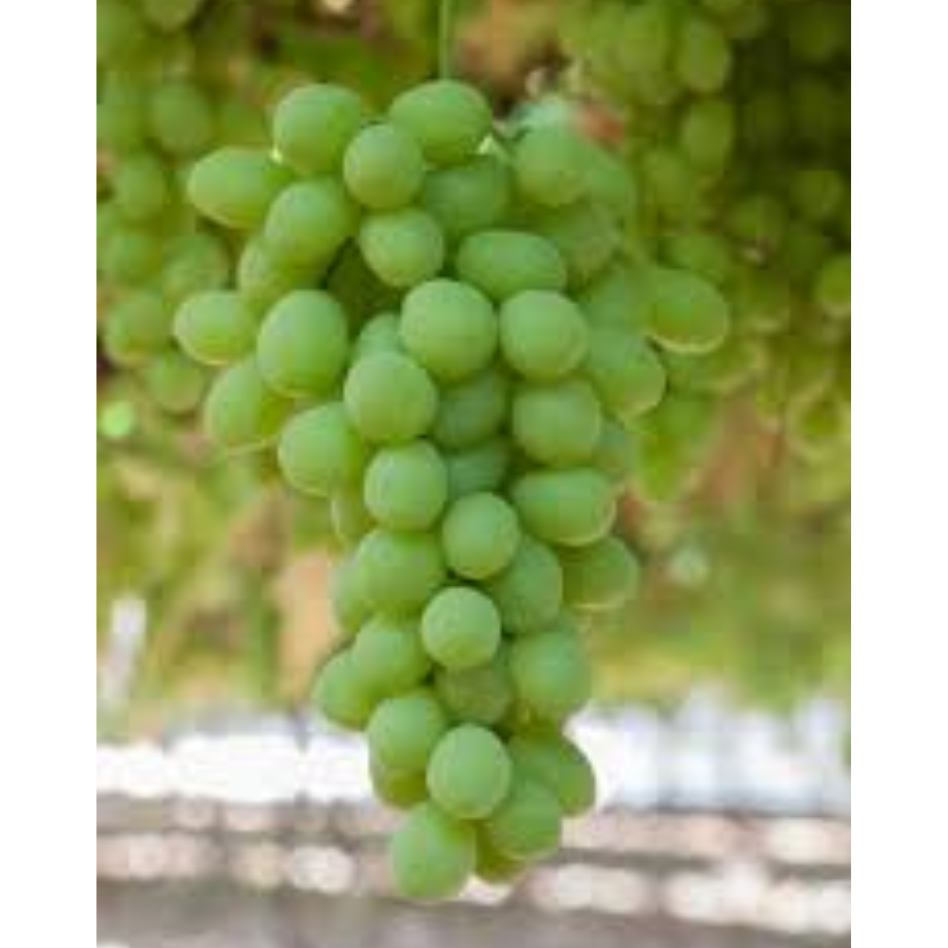 Australian Sweet Globes Grapes