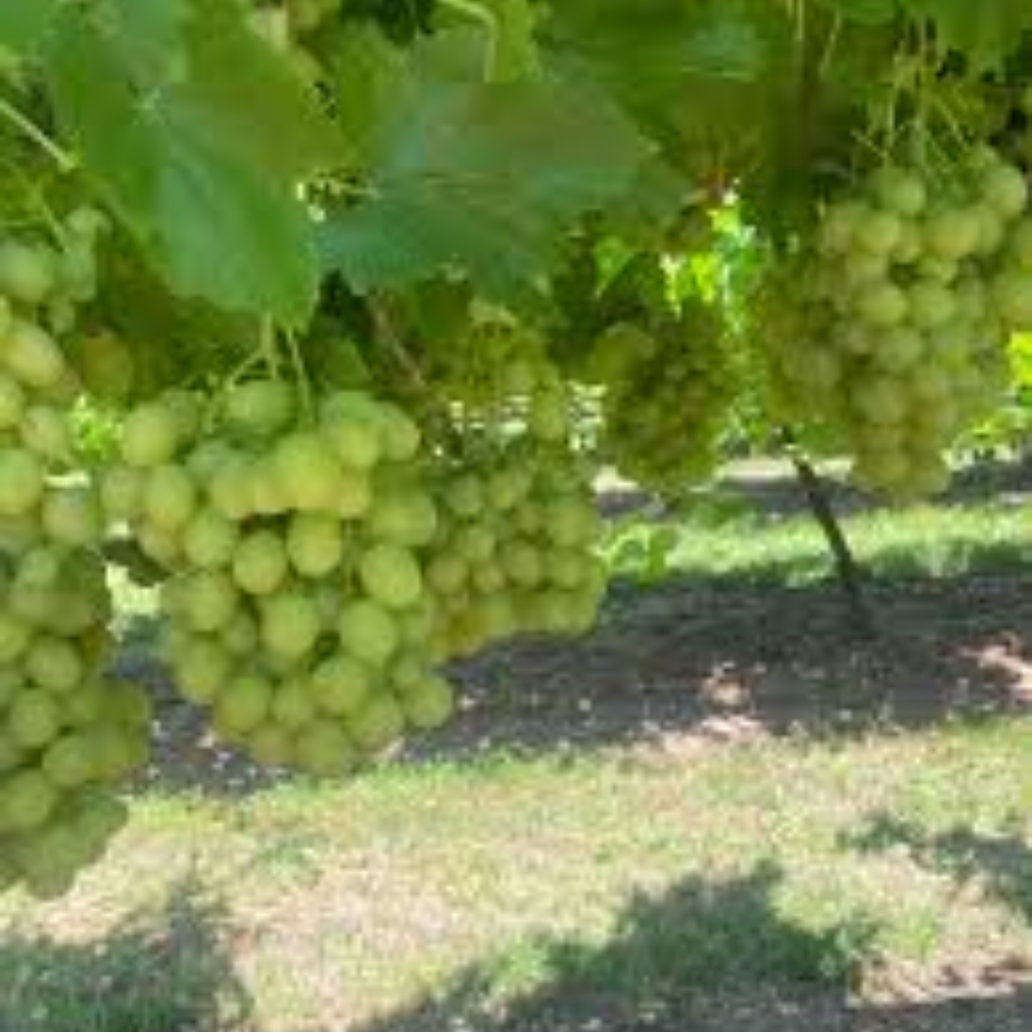 Australian Sweet Globes Grapes - Image 2