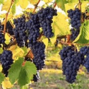 Australian Ardona Grapes