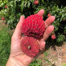 Australian Dragon Lychees