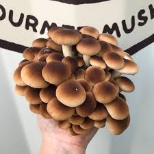 Australian Pioppino Mushroom