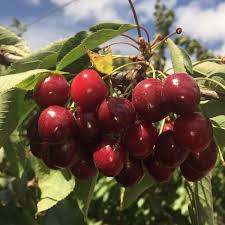 Jumbo Premium cherries