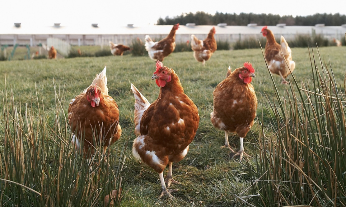 Cassacio Free Range Eggs - Image 2