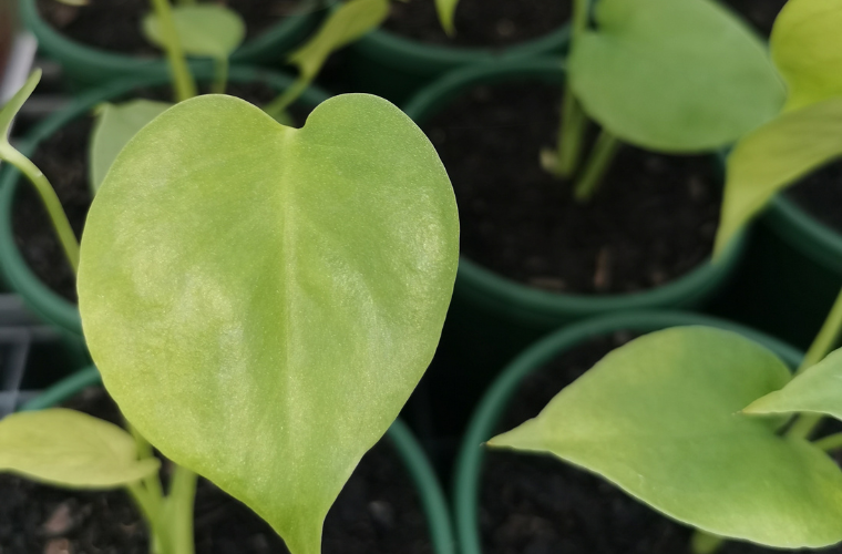 Quality Plants & Seedlings