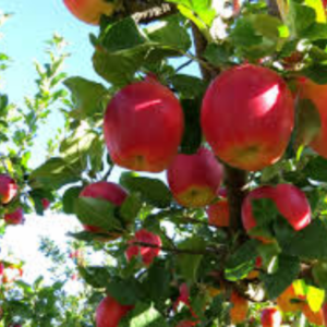 Ambrosia Premium Apple