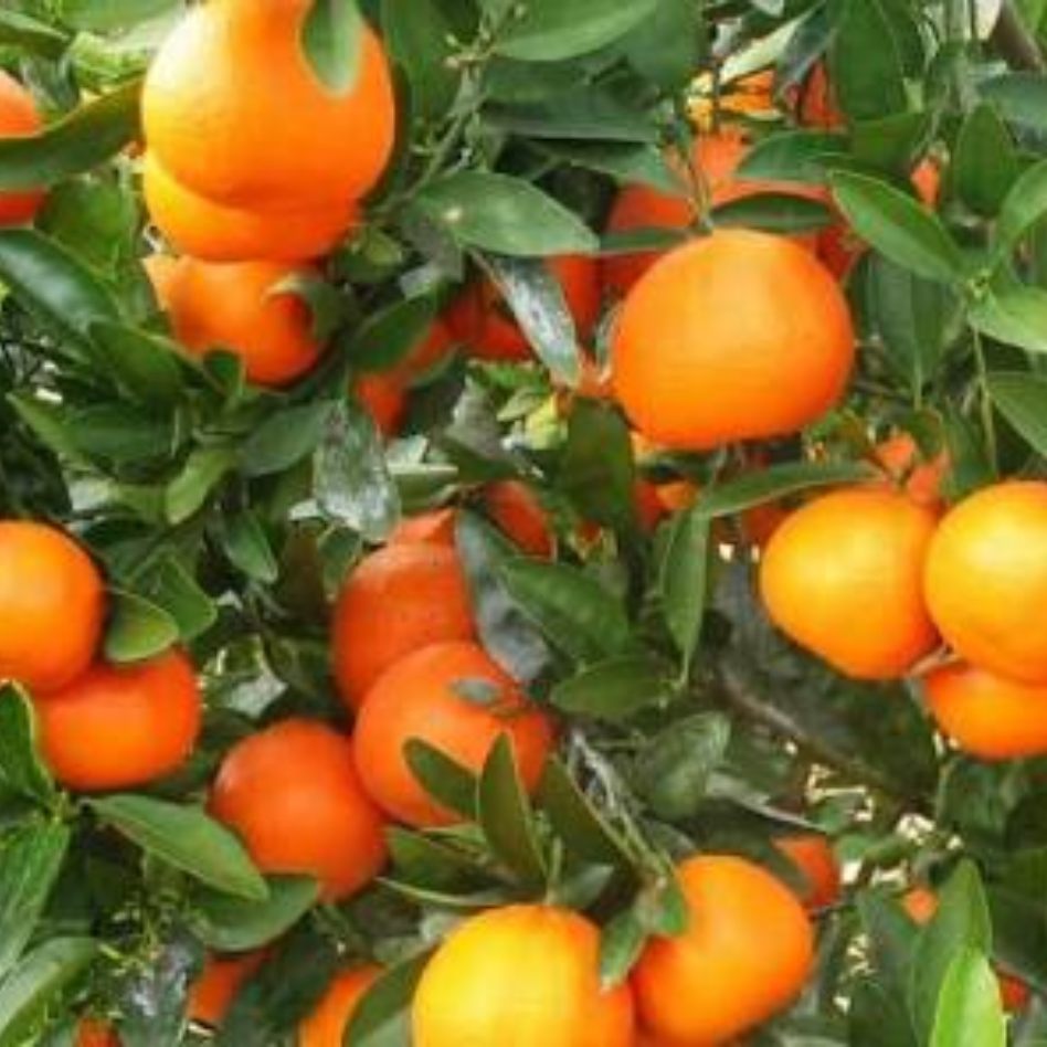 Afourer Mandarins - Image 2