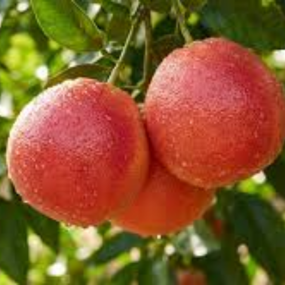 Ruby Red Grapefruit - Image 2