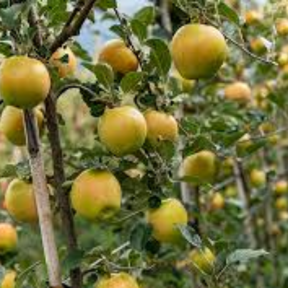 Premium Yellow Kissabel Apples