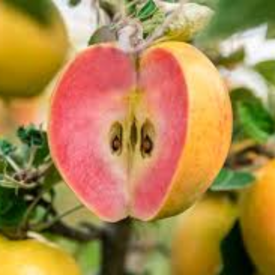 Premium Yellow Kissabel Apples - Image 2