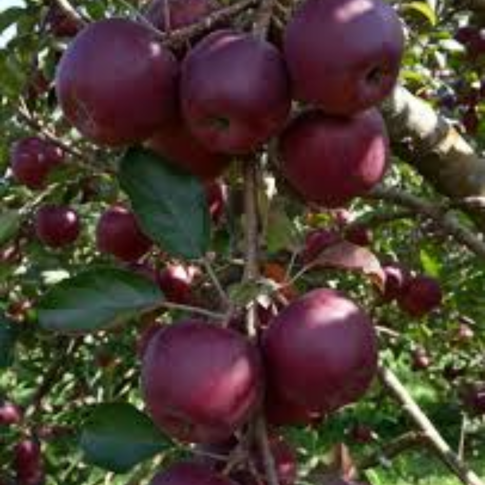 Bravo premium apples
